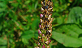 Plantago major